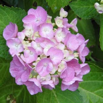 Hydrangea macrophylla (Roze)