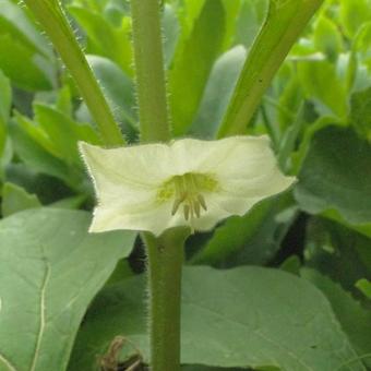 Physalis alkekengi var. franchetii