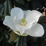 Magnolia grandiflora 'Goliath' - Beverboom