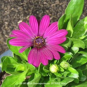 Osteospermum 'SUNNY Mary'