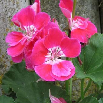 Pelargonium 'Fanny Eden'