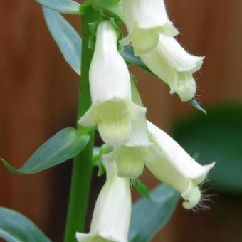 Digitalis lutea