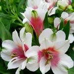 Alstroemeria 'INCA Lucky' - Incalelie