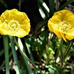 Papaver nudicaule 'Spring Fever Mix' - IJslandse papaver