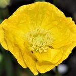 Papaver nudicaule 'Spring Fever Mix' - IJslandse papaver