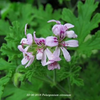 Pelargonium citrosum