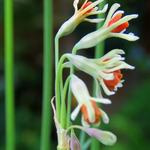 Tulbaghia alliacea - Moeraslook