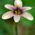 Sisyrinchium 'Quaint and Queer'