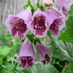 Digitalis purpurea 'Sugar Plum' - Vingerhoedskruid