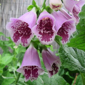 Digitalis purpurea 'Sugar Plum'