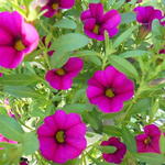 Calibrachoa hybrida 'CALITA Pink' - Mini petunia