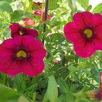 Calibrachoa hybrida 'CALITA Pink' - Mini petunia