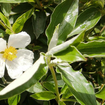 Cistus laurifolius