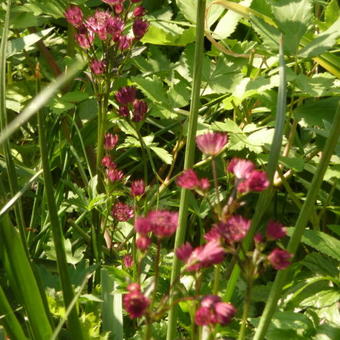 Astrantia major 'Venice'