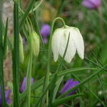 Fritillaria pallidiflora  - Gele Kievitsbloem 