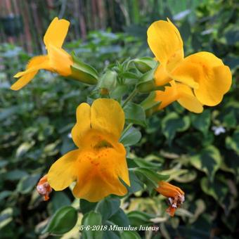 Mimulus luteus