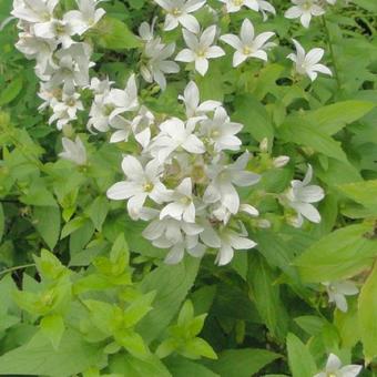 Campanula lactiflora 'Alba'