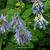 Corydalis flexuosa