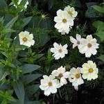 Cosmos bipinnatus 'Xanthos' - Cosmos