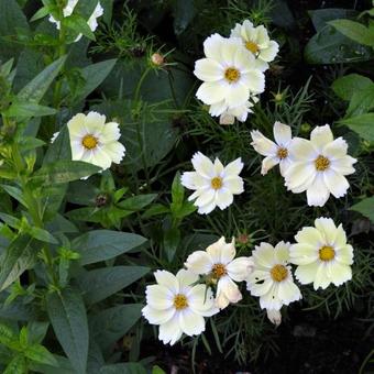 Cosmos bipinnatus 'Xanthos'