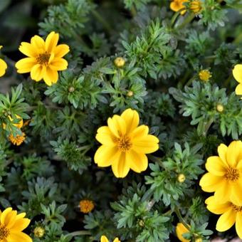 Bidens ferulifolia 'Yellow Sunshine'