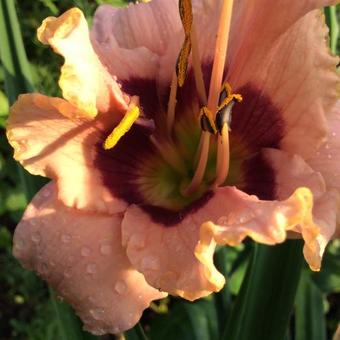 Hemerocallis ‘Raging Tiger’