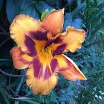 Hemerocallis ‘Raging Tiger’ - Daglelie