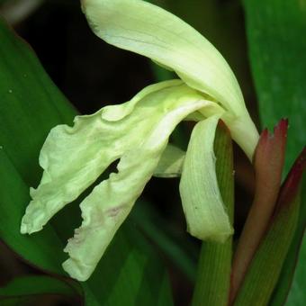 Roscoea x beesiana