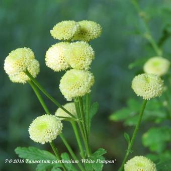 Tanacetum parthenium 'White Pompon'