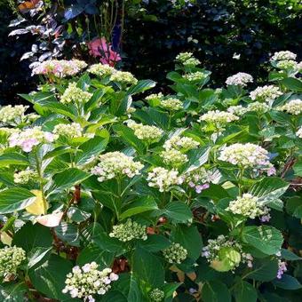 Hydrangea macrophylla 'Ayesha'