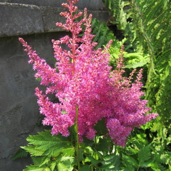 Astilbe japonica 'Mainz'