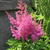 Astilbe japonica 'Mainz'