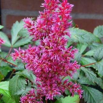 Astilbe x arendsii 'Fanal'