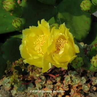 Opuntia humifusa