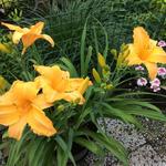 Hemerocallis ‘Ruffled Apricot’ - Daglelie