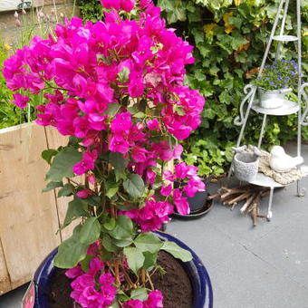 Bougainvillea