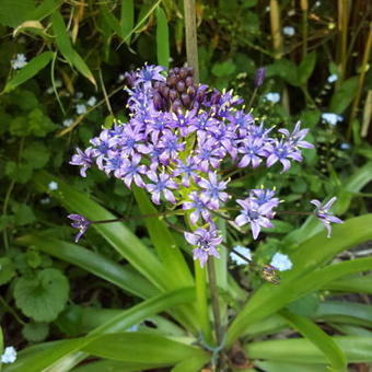 Scilla peruviana