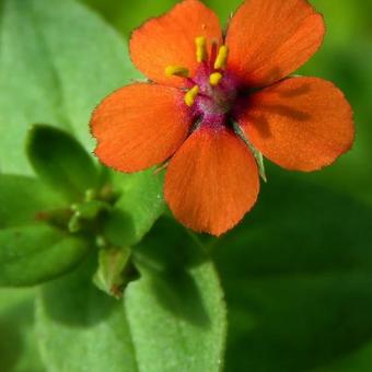 Anagallis arvensis