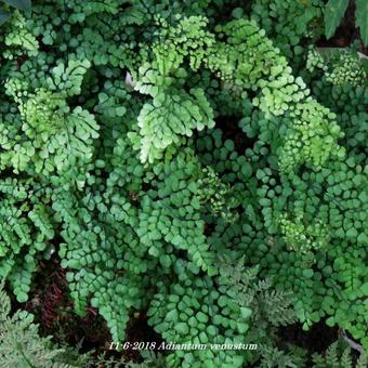 Adiantum venustum