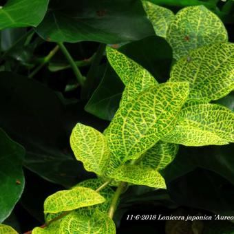 Lonicera japonica 'Aureoreticulata'