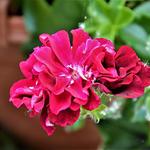 Pelargonium peltatum 'Sandra Loraine' - Geranium