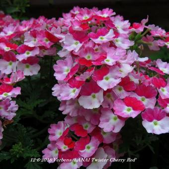 Verbena 'LANAI Twister Cherry Red'