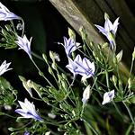 Triteleia laxa 'Foxy' - Triteleia