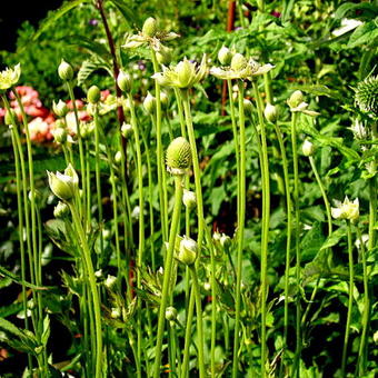 Anemone cylindrica