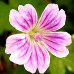 Geranium nodosum 'Whiteleaf' - Ooievaarsbek