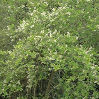 Ligustrum ovalifolium