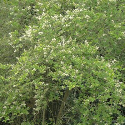 Liguster - Ligustrum ovalifolium