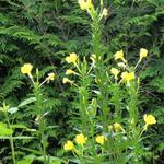 Oenothera biennis - Middelste teunisbloem, Gewone teunisbloem