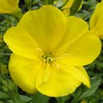 Oenothera biennis - Middelste teunisbloem, Gewone teunisbloem