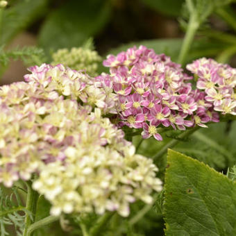 Achillea Millefolium 'DESERT EVE Deep Rose'